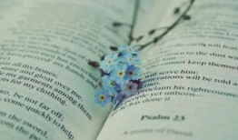 荡漾吃瓜番茄小说免费阅读,番茄小说免费阅读，揭秘校园风云