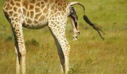 厦门爆料长颈鹿宝宝视频,萌翻网友