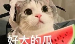 四个字网红吃瓜网名,揭秘网络热点背后的故事