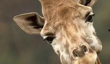 厦门爆料长颈鹿宝宝视频,萌翻网友