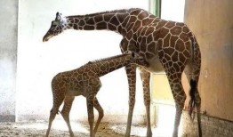 厦门爆料长颈鹿宝宝视频,萌翻网友