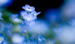 勿忘我在线观看,穿越时光的深情守候